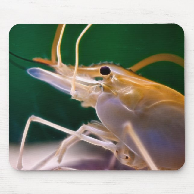 Glowing Shrimp - Mousepad (Front)