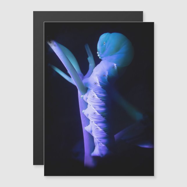 Glowing Sphinx Moth Caterpillar Magnetic Invitation (Front/Back)