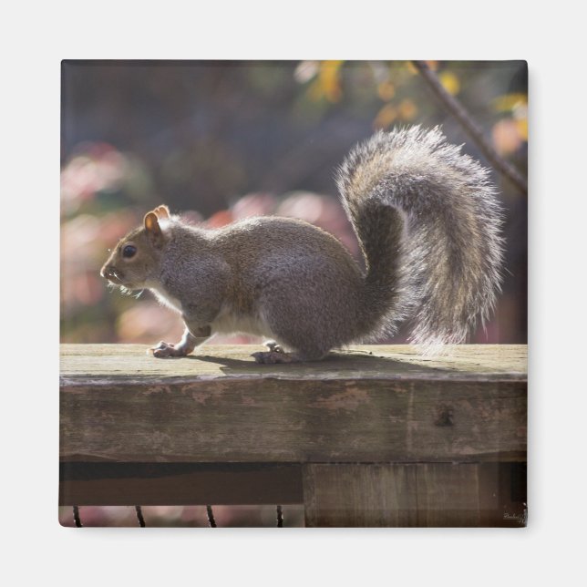 Glowing Squirrel Magnet (Front)