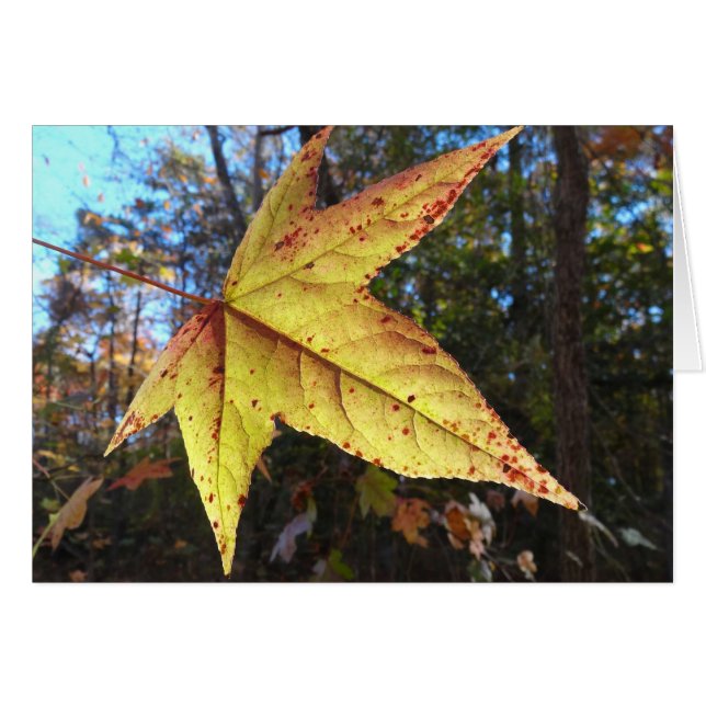 Glowing Sweetgum Leaf in the Forest (Front Horizontal)