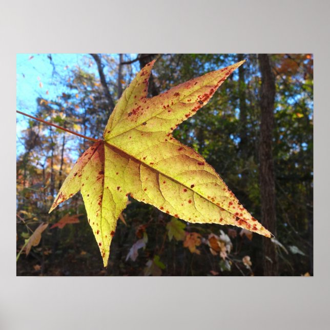 Glowing Sweetgum Leaf in the Forest Poster (Front)