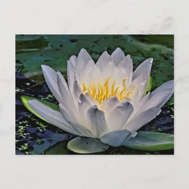 Glowing White Lotus flower Postcard (Front)