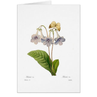 Gloxinia