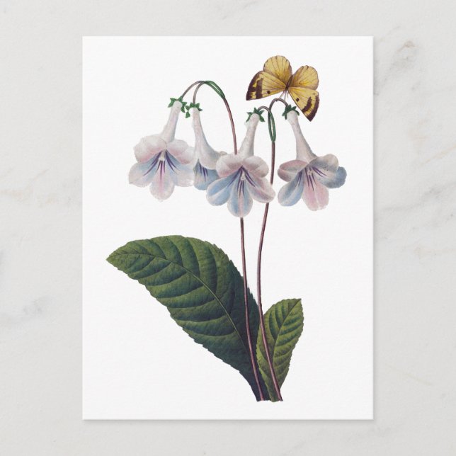 Gloxinia by Pierre Joseph Redoute Postcard (Front)