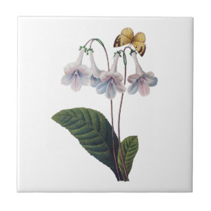 Gloxinia by Pierre Joseph Redoute Tile