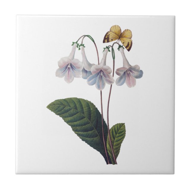 Gloxinia by Pierre Joseph Redoute Tile (Front)