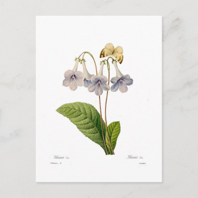 Gloxinia Postcard (Front)