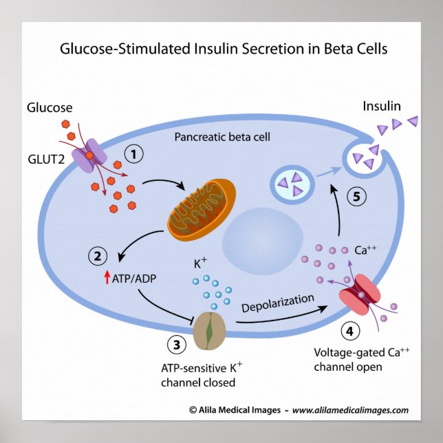 Glucose induces insulin secretion in beta cells poster (Front)