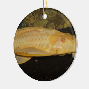 Glyptoperichthys gibbiceps ceramic tree decoration