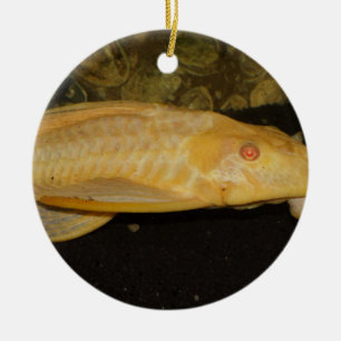 Glyptoperichthys gibbiceps ceramic tree decoration