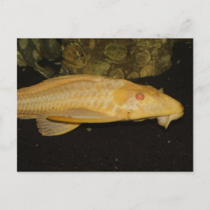 Glyptoperichthys gibbiceps postcard