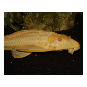 Glyptoperichthys gibbiceps poster