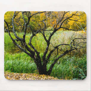 Gnarled Autumn Karelian Birch Tree Mouse Mat