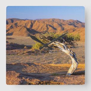 Gnarled Tree And Desert Lands, Richtersveld Square Wall Clock