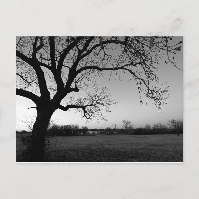 Gnarled Tree Post-Card Postcard (Front)