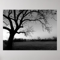 Gnarled Tree