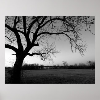 Gnarled Tree Poster