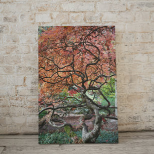 Gnarly Twisted Japanese Maple Tree Canvas Print