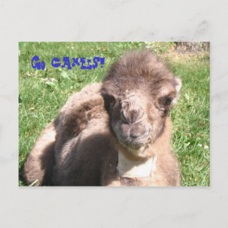 Go Camels! Postcard