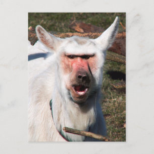 Goaboon Postcard