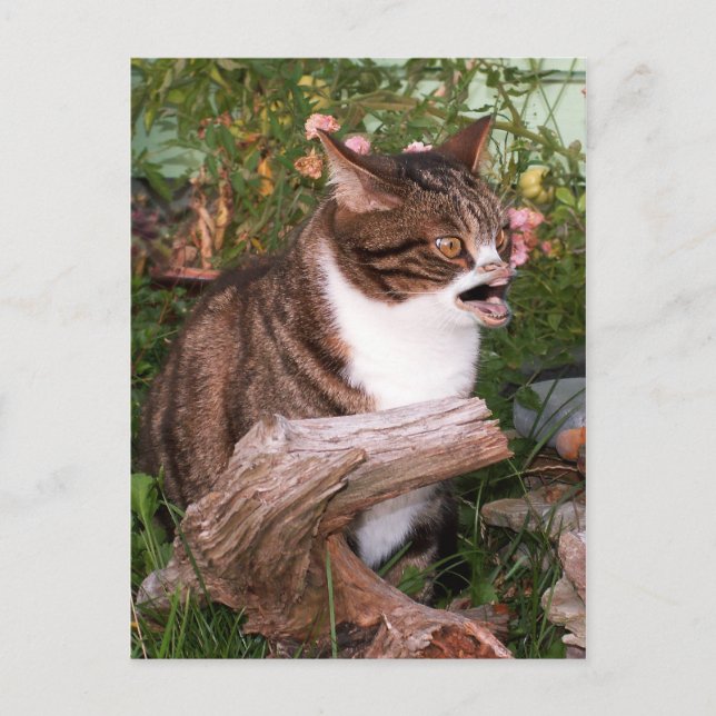 Goacat postcard (Front)