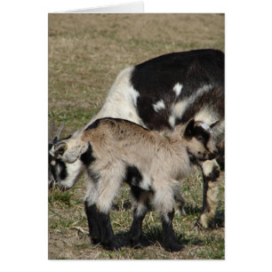 Goat and Goat Kid
