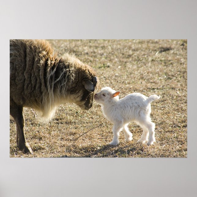 Goat and her Baby Print (Front)