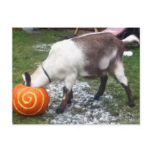 Goat and Pumpkin Postcard