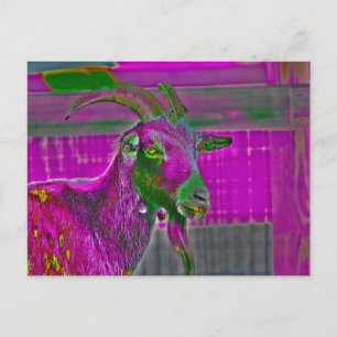 Goat Art Postcard
