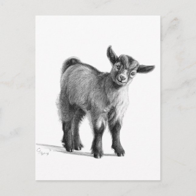 Goat baby G097 Postcard (Front)