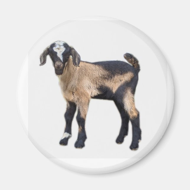 Goat baby magnet (Front)