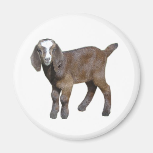 Goat baby magnet (Front)