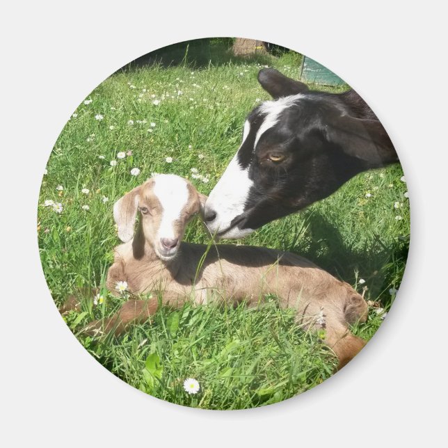 Goat baby magnet (Front)