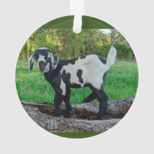 Goat baby ornament 2 pictures