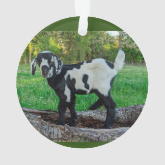 Goat baby ornament 2 pictures