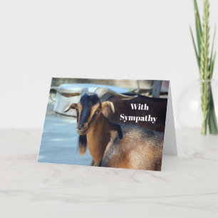 Goat Black Brown Animal Photo Sympathy Card