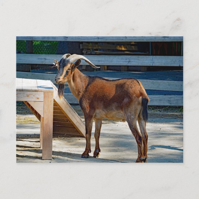 Goat Black Brown Horns Animal Profile Photo Postcard (Front)