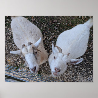 Goat Bros Poster