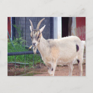 goat card