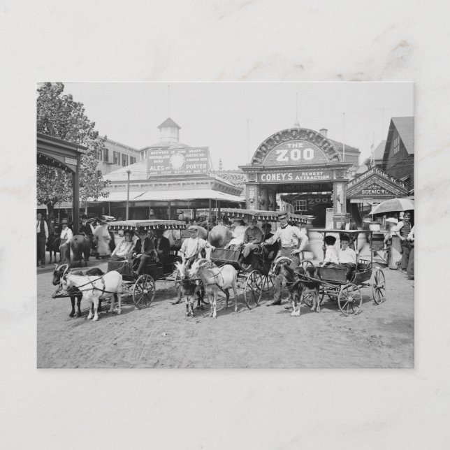 Goat Carriages at Coney Island, 1910 Postcard (Front)