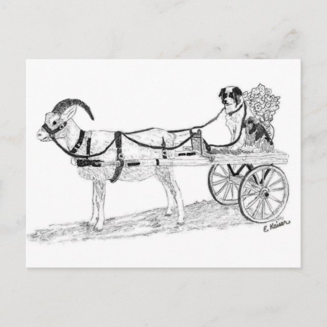 Goat Cart with Shepherd Dog and Flowers Postcard (Front)