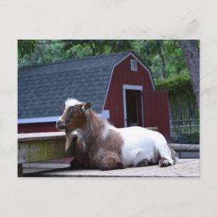 Goat Chilling Postcard