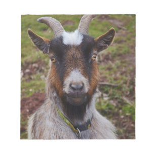 Goat close up. notepad