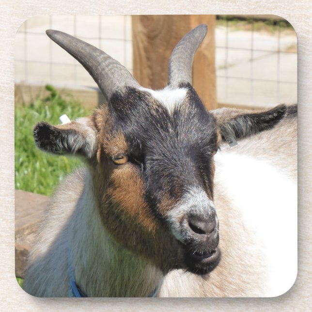 GOAT COASTER (Front)