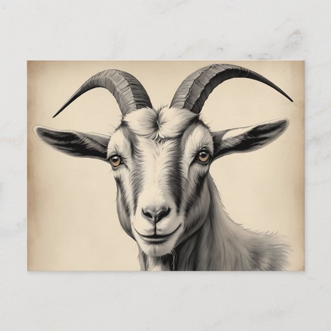 Goat Etching in Fine Lines Postcard (Front)