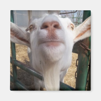 Goat Face Magnet