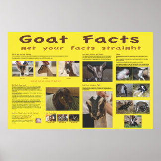 Goat Facts Poster 2