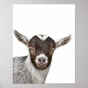 Goat farm animal photo peekaboo kids room poster