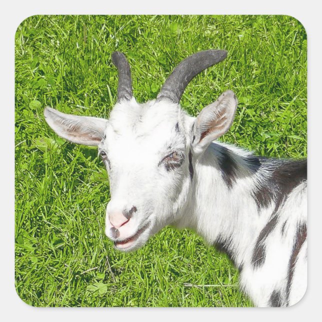 Goat Farm Animal Photo Square Sticker (Front)