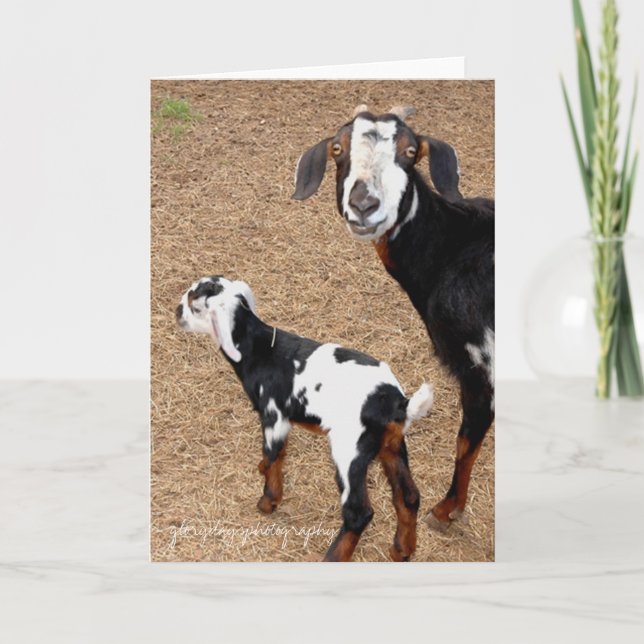 goat, glorydaysphotography card (Front)
